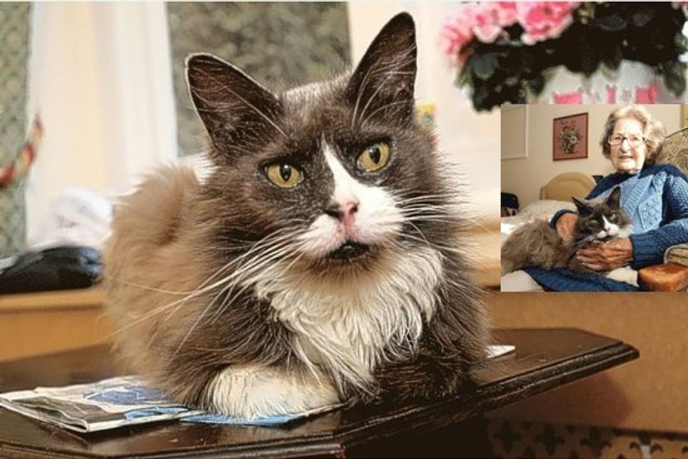 Emotional Reunion After Cat Traces Her Human Mom To Care Facility