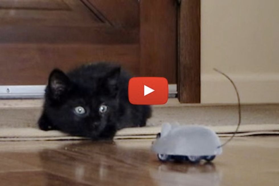 Kitten Plays With Remote Control Mouse