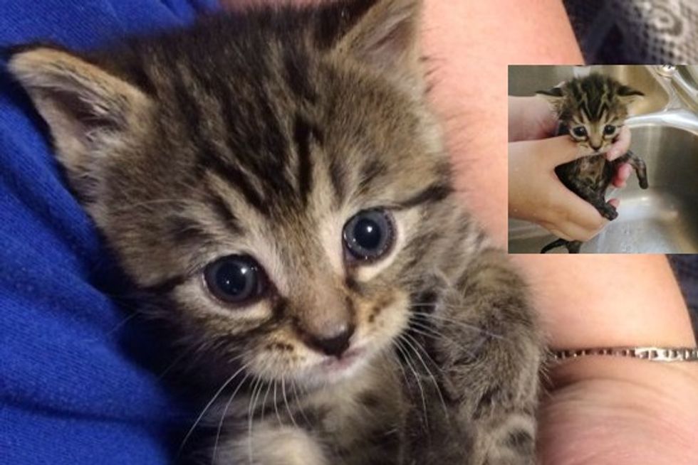 Trixie The Rescue Kitten Given A Second Chance