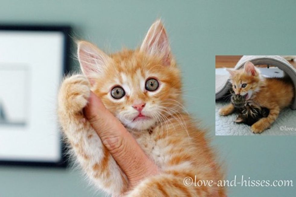 Rescue Ginger Kitten Adopted By Litter Of Kitties