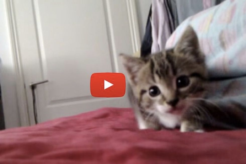 Tiny Kitten Stalks And Bounces On Camera