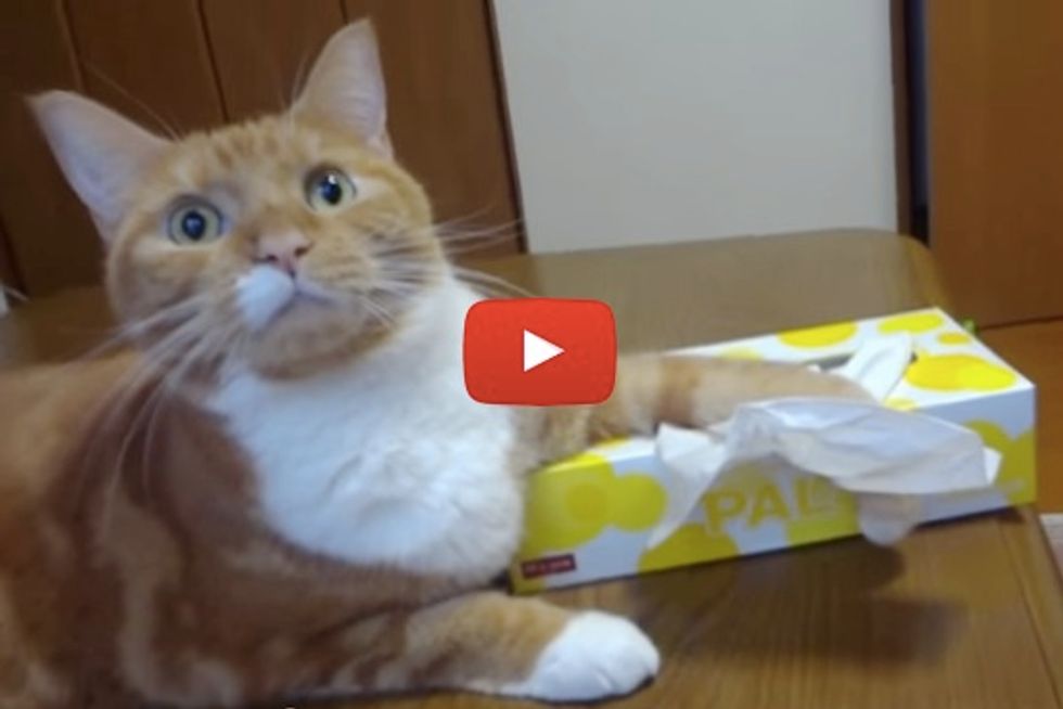 Cat Guarding Paper Tissues