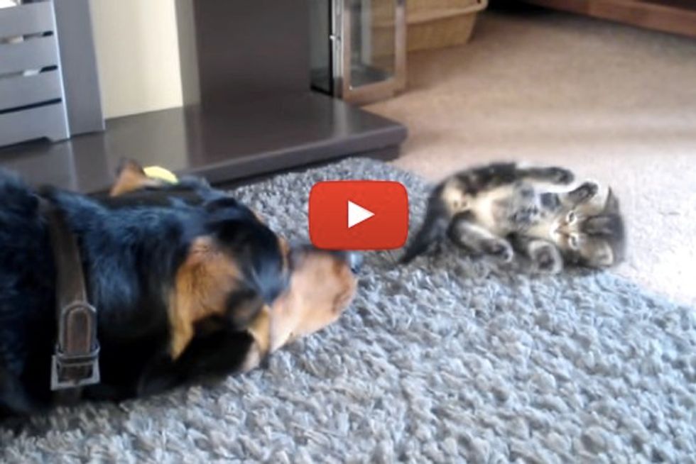 Tiny Kitten And Big Dog Meet