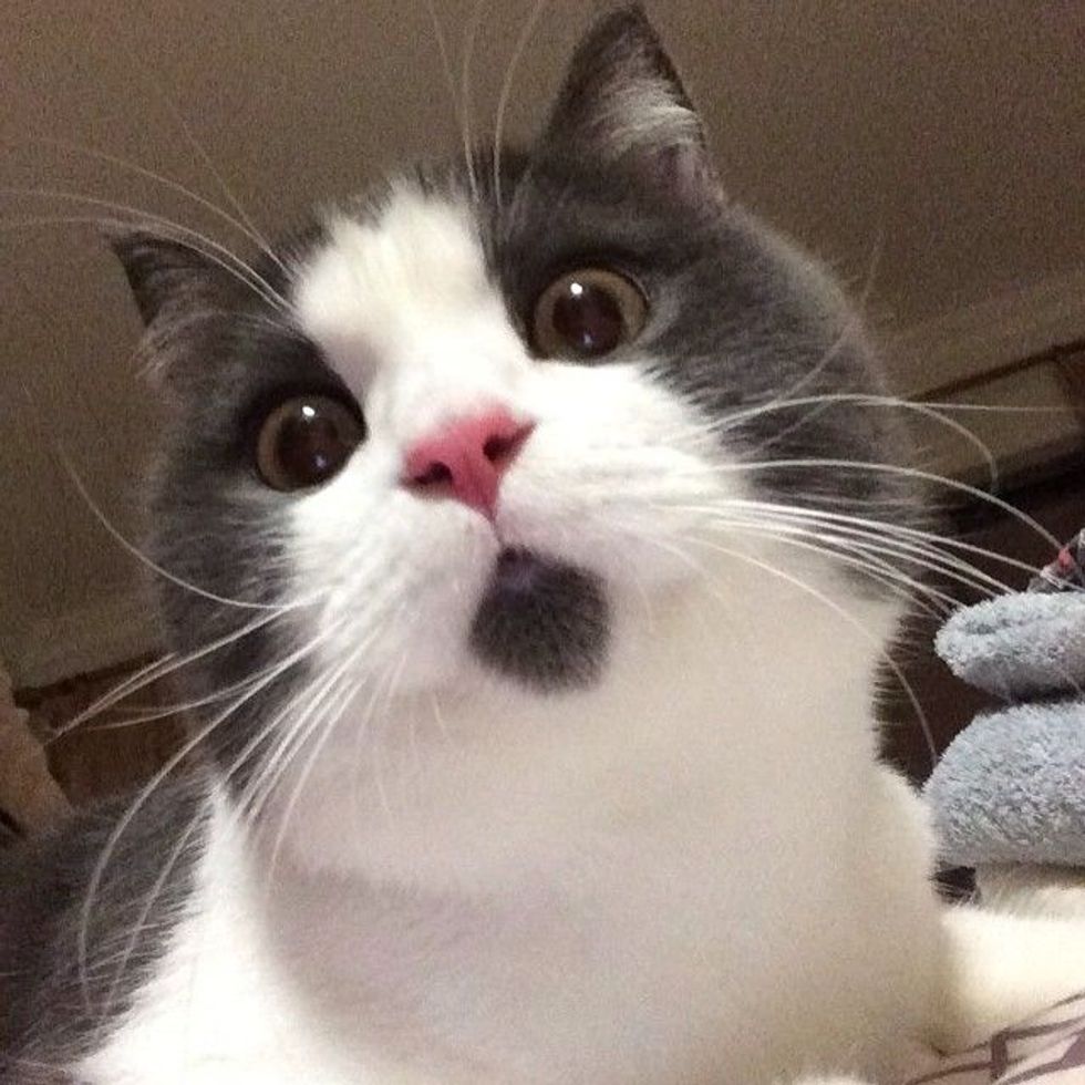 Kitty Has a Face that Looks Forever Surprised in These Cute Photos ...