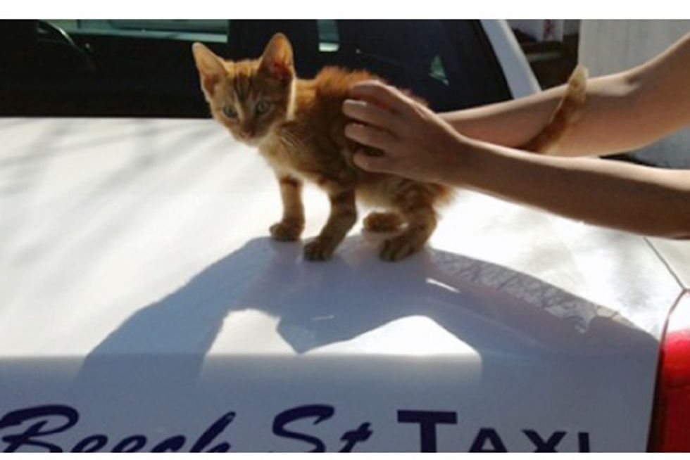 Cabbie Stops In Traffic To Save Kitten On Highway