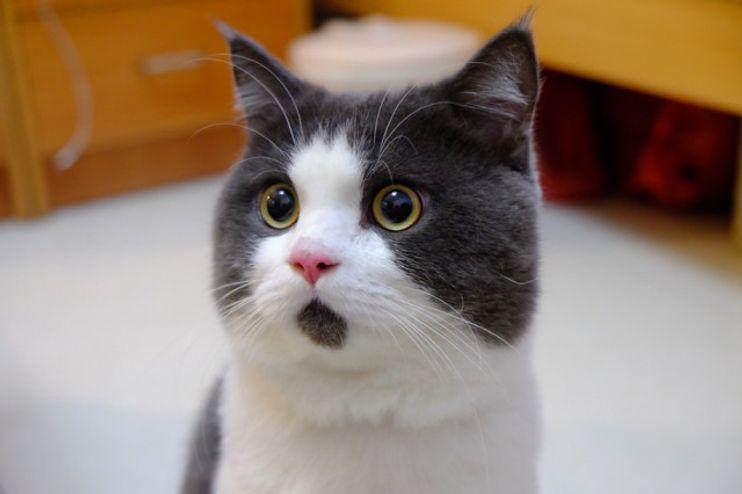 Kitty Has a Face that Looks Forever Surprised in These Cute Photos... -  Love Meow
