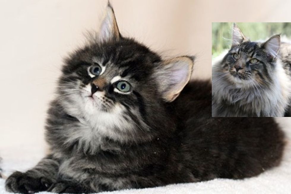 From Tiny Kitten To Majestic Norwegian Forest Cat