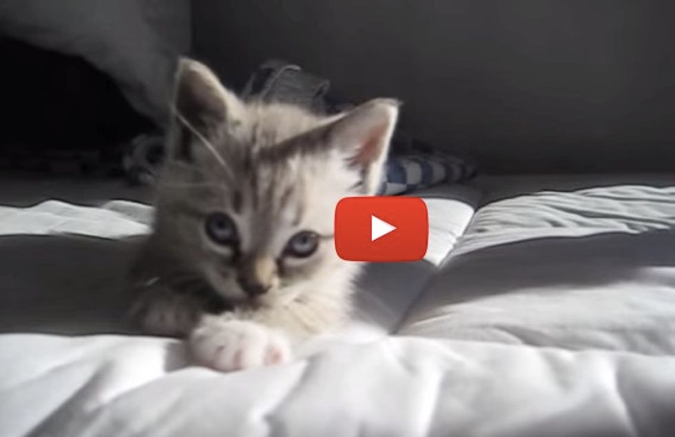 Moose The Kitten Chases His Shadow