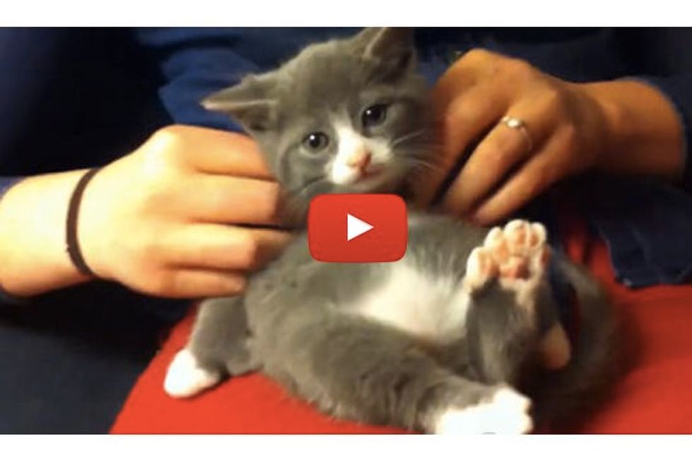 Kitten With Many Toesies Gets A Massage