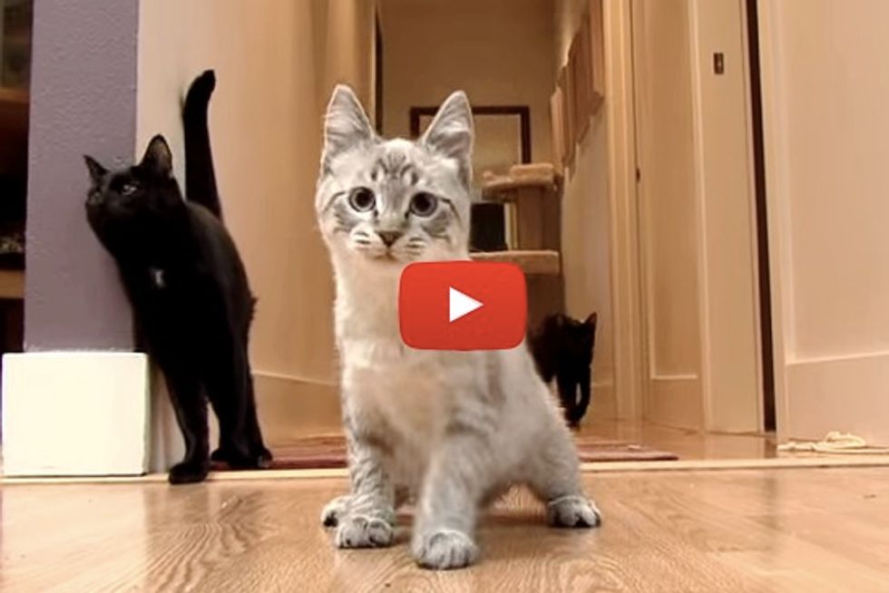Tippy The Happy Wobbly Kitty Doesn’t Let Her Disability Stand In Her Way