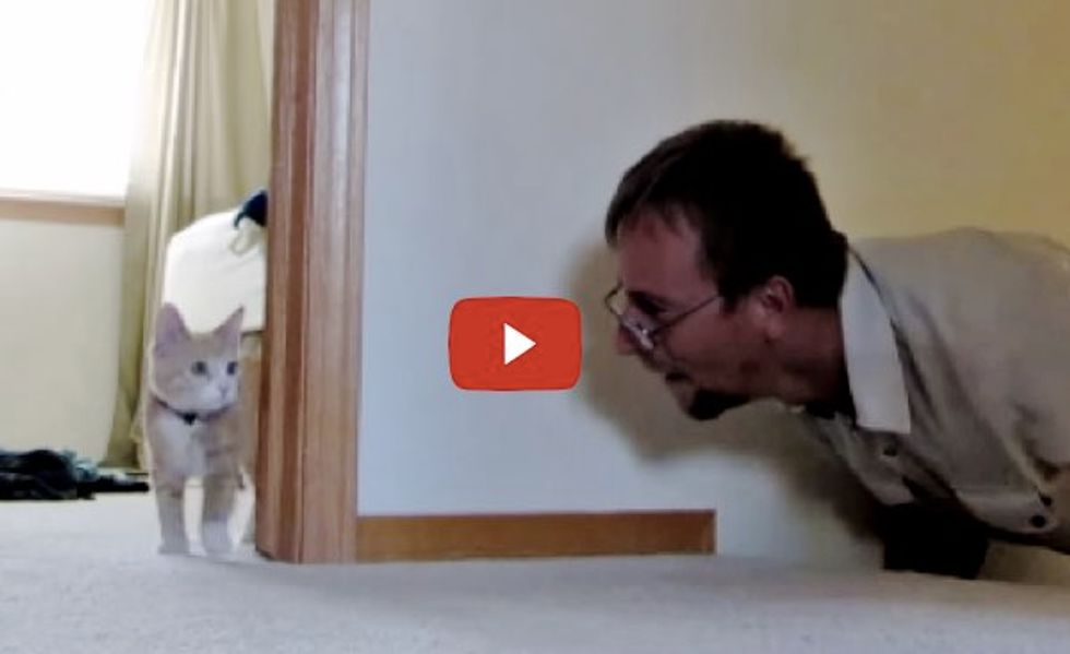 Kitten Plays Chase And Pounce With Dad