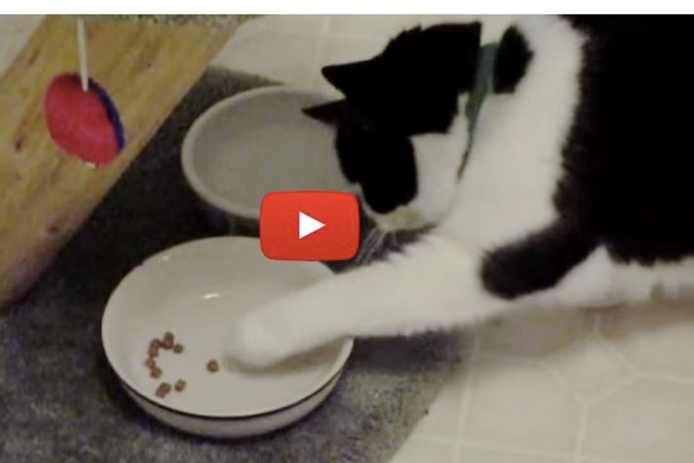 Ambidextrous Cat, Scoop, Scooping