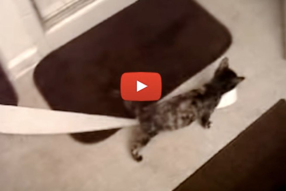 Cute Kitty Steals Toilet Paper