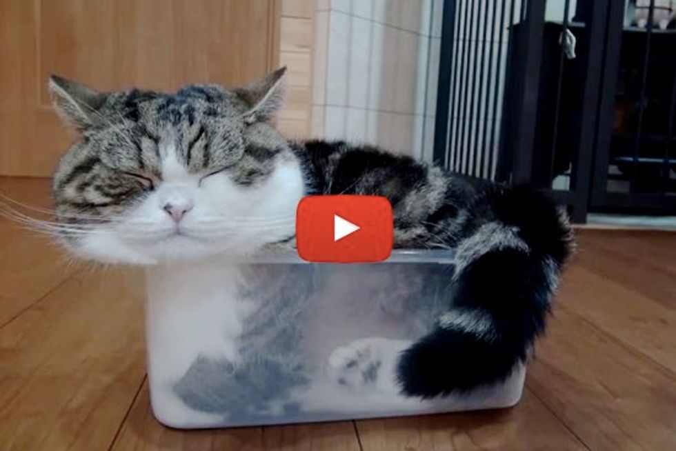 Maru Stuffs Himself Into A Container For A Nap