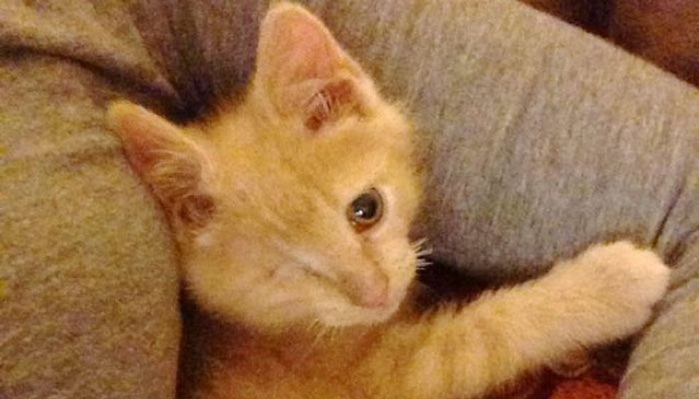 Aragorn The One-eyed Ginger Cat