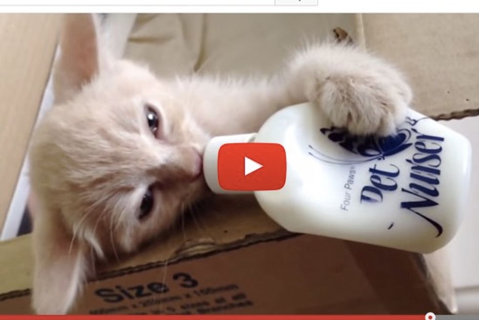 Cute Kitten Flapping Ears Drinking Milk Bottle On His Own Love Meow
