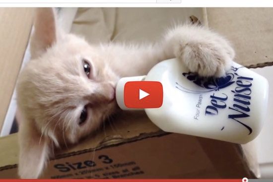 kitten drinking milk from bottle