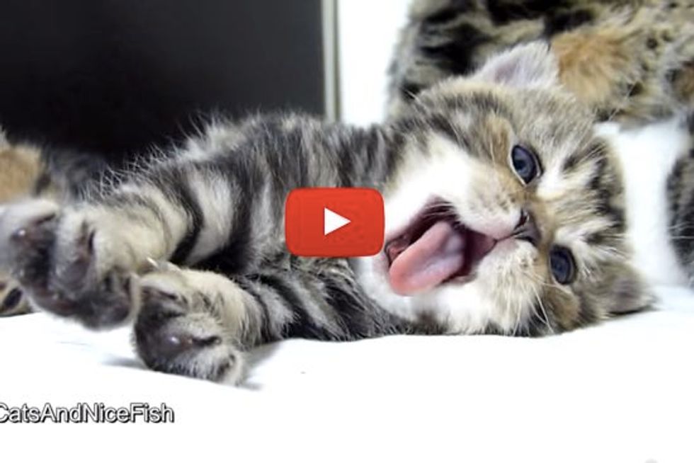 Very Yawny Kitties - They May Make You Yawn Too