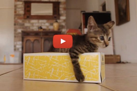 Kitten in shop tissue box