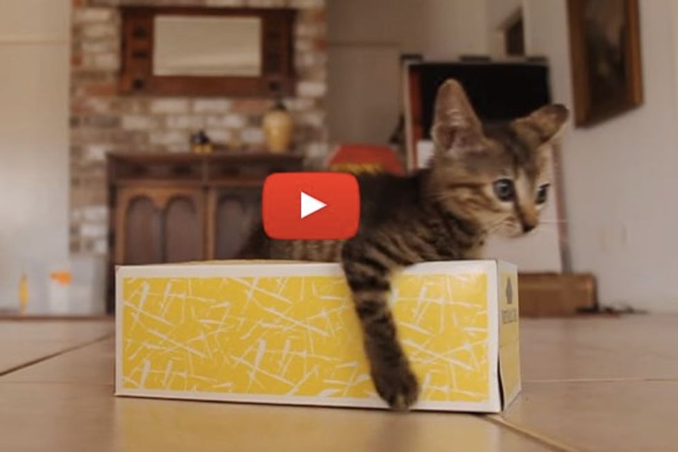 Kitten Discovers Tissue Box!