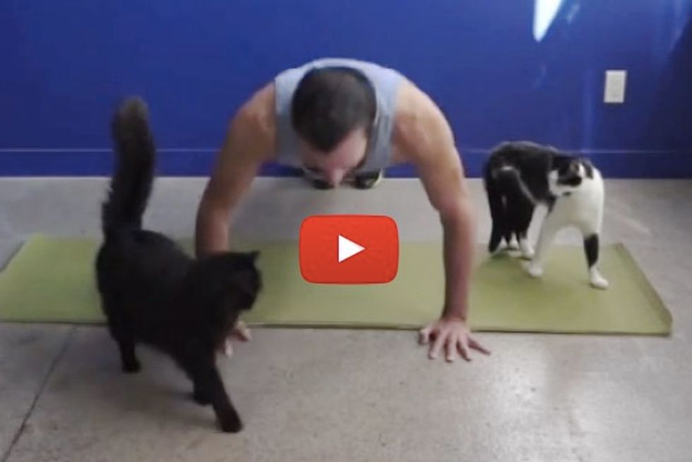 Trying To Teach Exercise With Cats Around