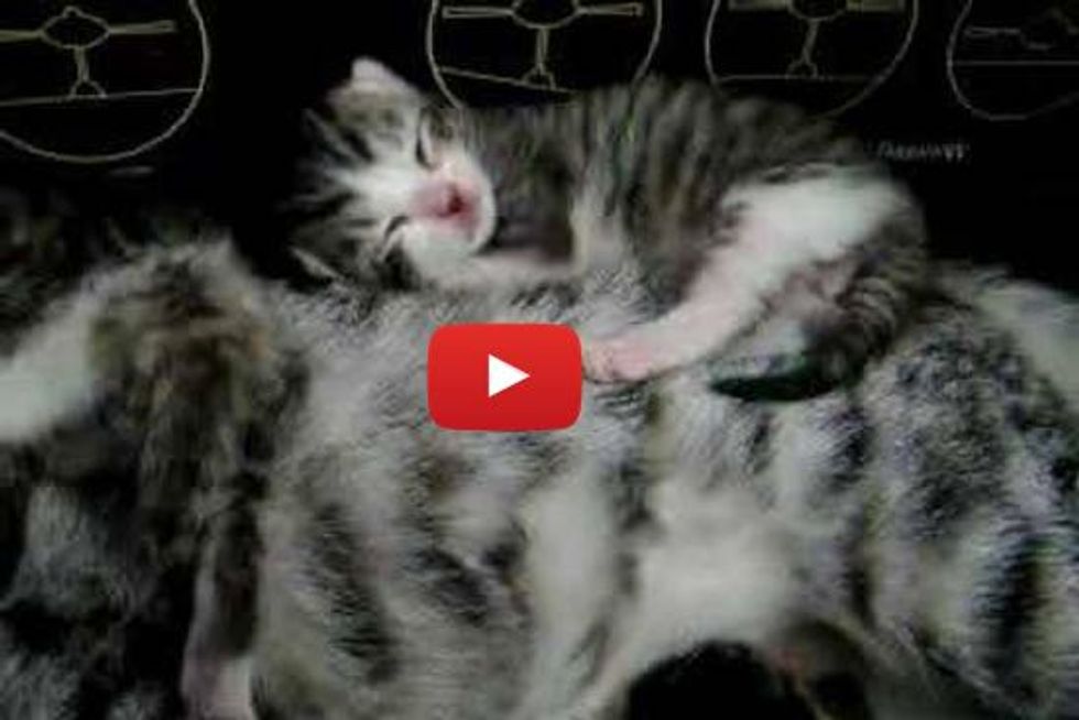 Kitten Napping On Mama Cat - Purrfect Pillow