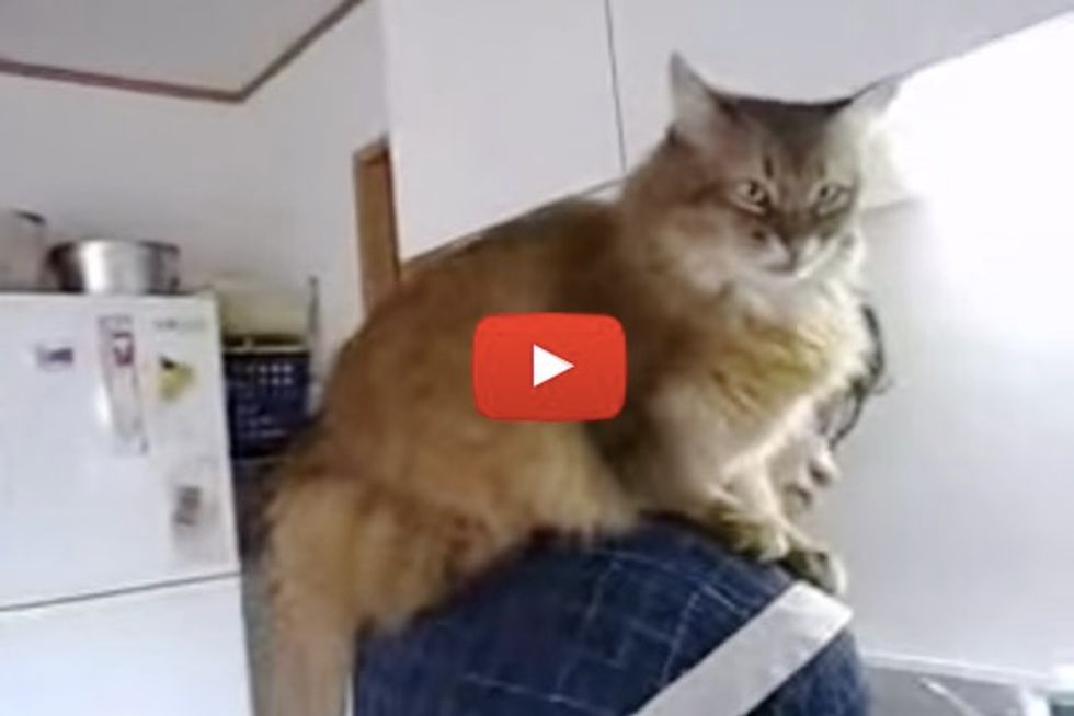 Cat Jumps On Shoulder While Mom Washes Dishes