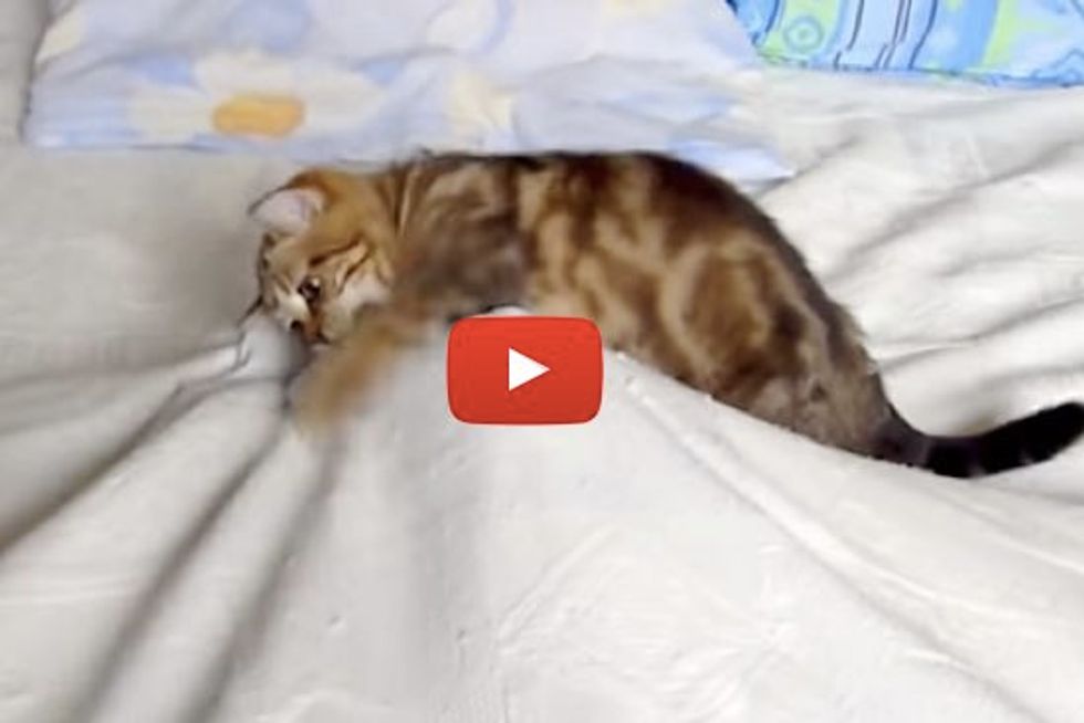 Kitty vs Bed Sheet Monster
