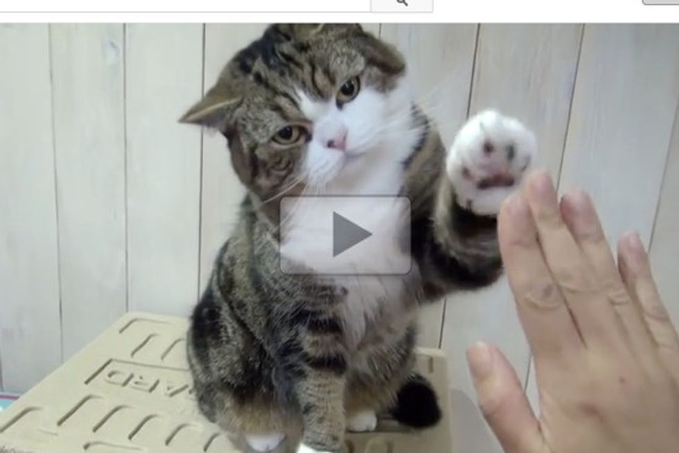 Maru And Hana: High Fives