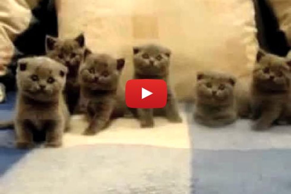 Six Little Curious Fur Babies