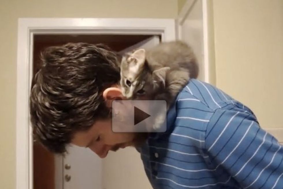 Carlotta The Lovey-dovey Cat Gives Snuggles And Hugs