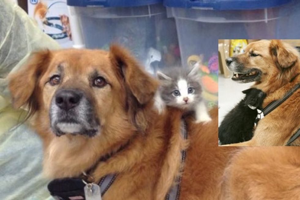 Orphaned Kittens Have A Dog Nanny, Boots, Hurricane Katrina Survivor