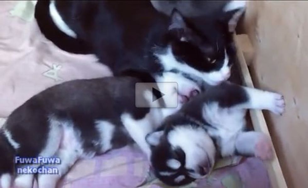 Tuxedo Cat Caring For Husky Pups