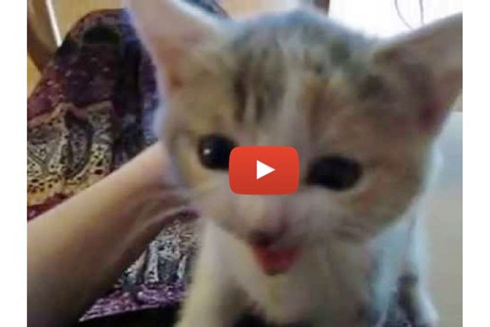 Sweet Calico Kitten Having A Conversation