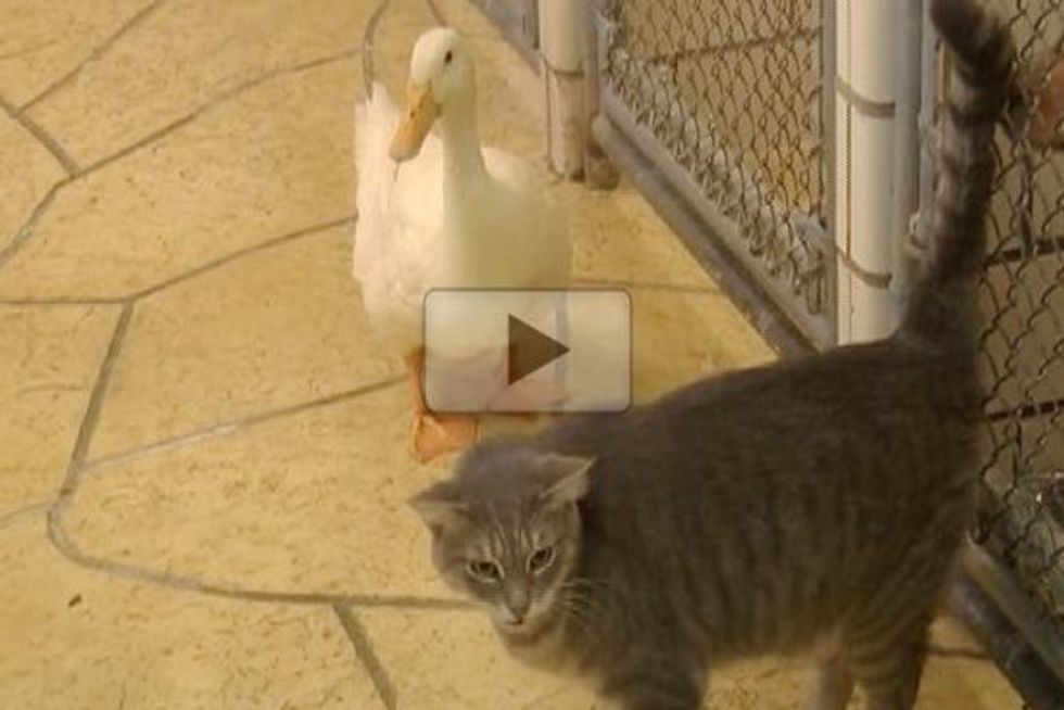 Cat And Duck Adopt Each Other