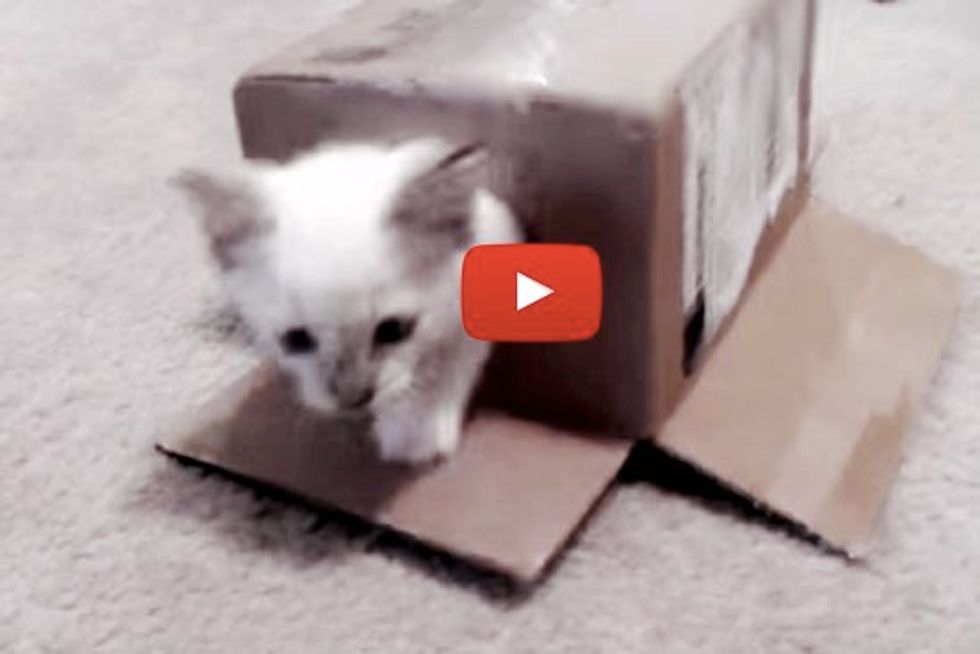Kitty's First Cardboard Box