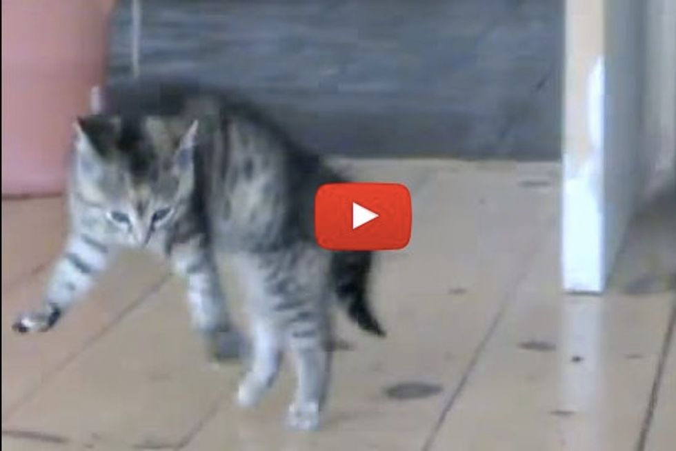 Funny Kitty Sideways Jump