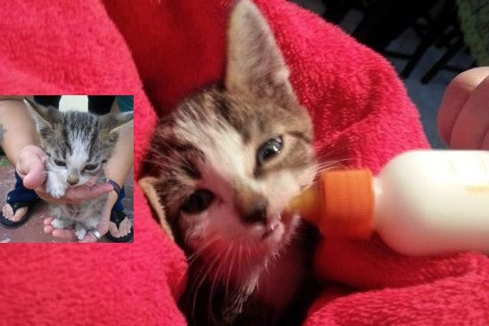 Rescue Kitten Safe And Warm Now