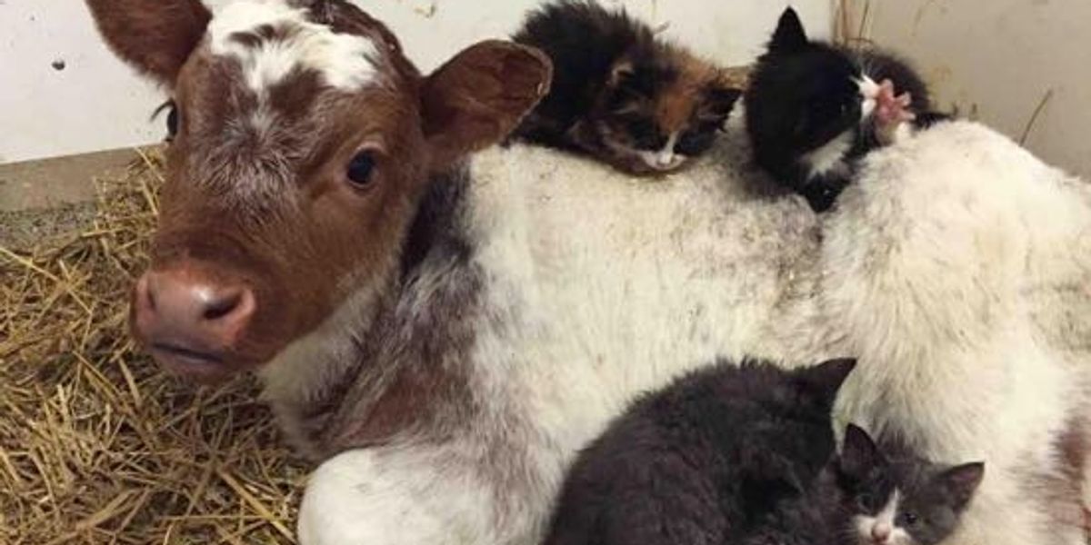 Farm Kittens Find A Little Calf To Be Their 'Mom' Love Meow