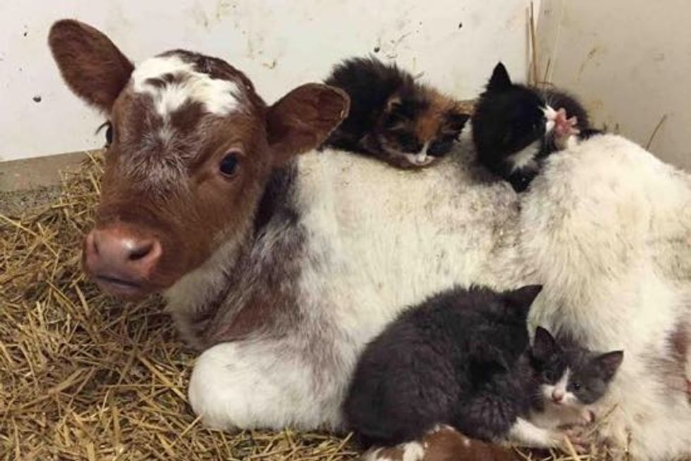 Farm Kittens Find A Little Calf To Be Their 'Mom'