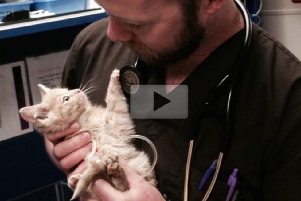 Kitten Found In Near Freezing Temperature. Rescuers Refuse To Let Her Go