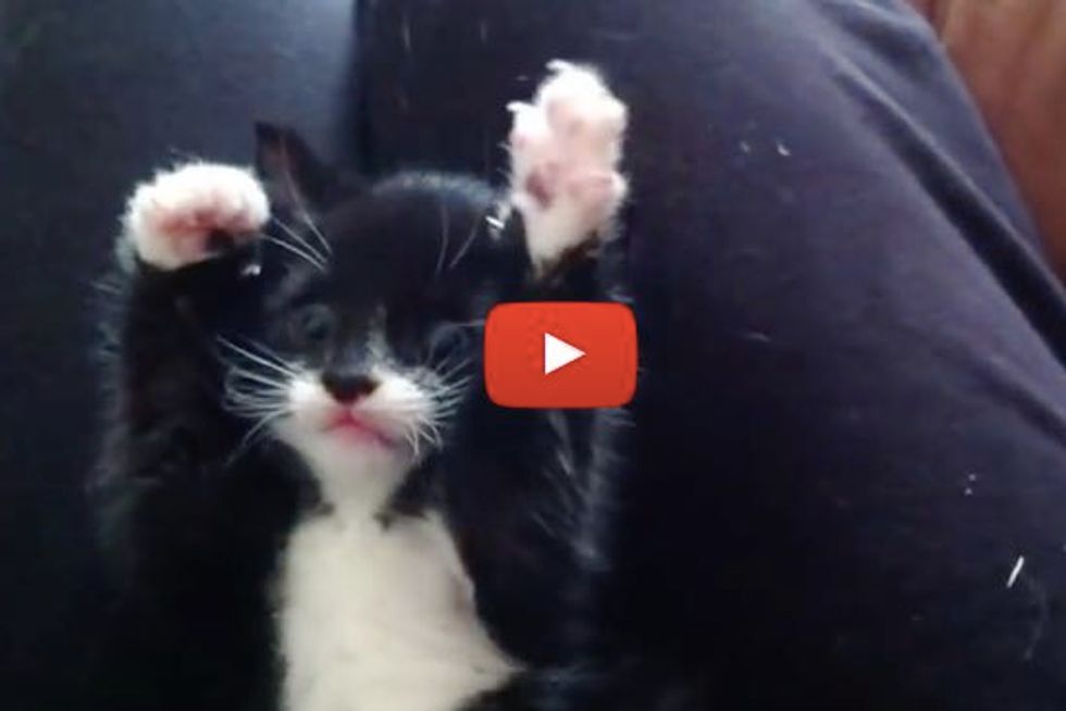 Cute Tuxedo Kitten Tries To Catch The Hand