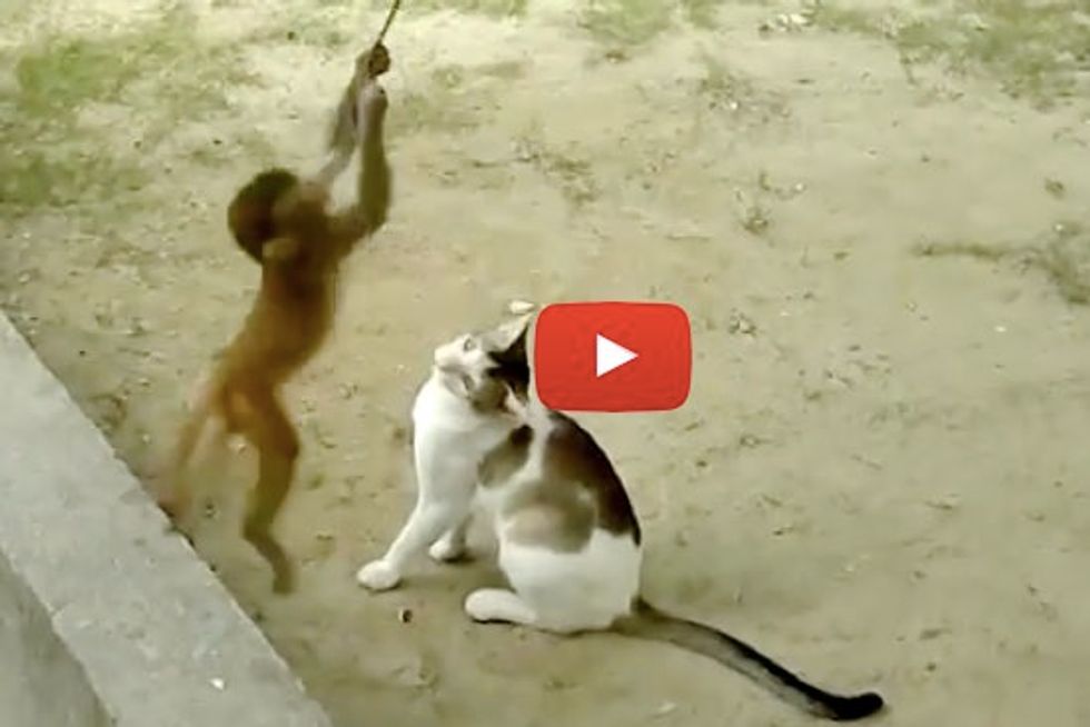 Cat And Monkey Playing Together