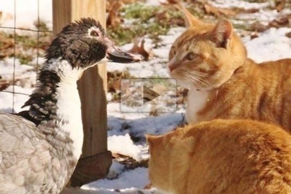 Two Cats Bond With A Duck Love Meow