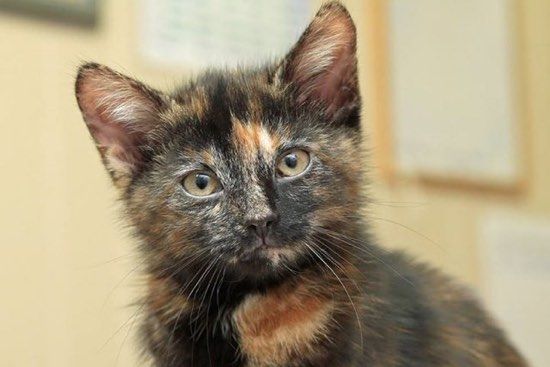 Male tortie hot sale