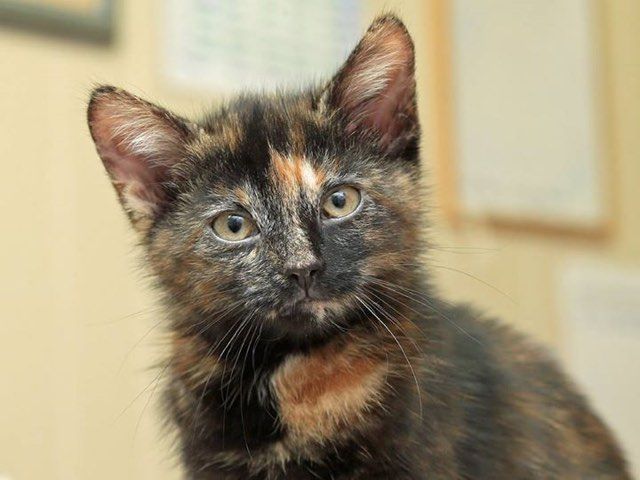 Male tortoiseshell hot sale cat