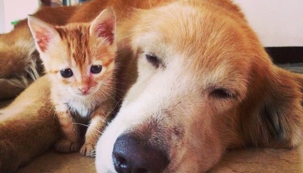 Rescue Ginger Kitten Adopted By Golden Retriever