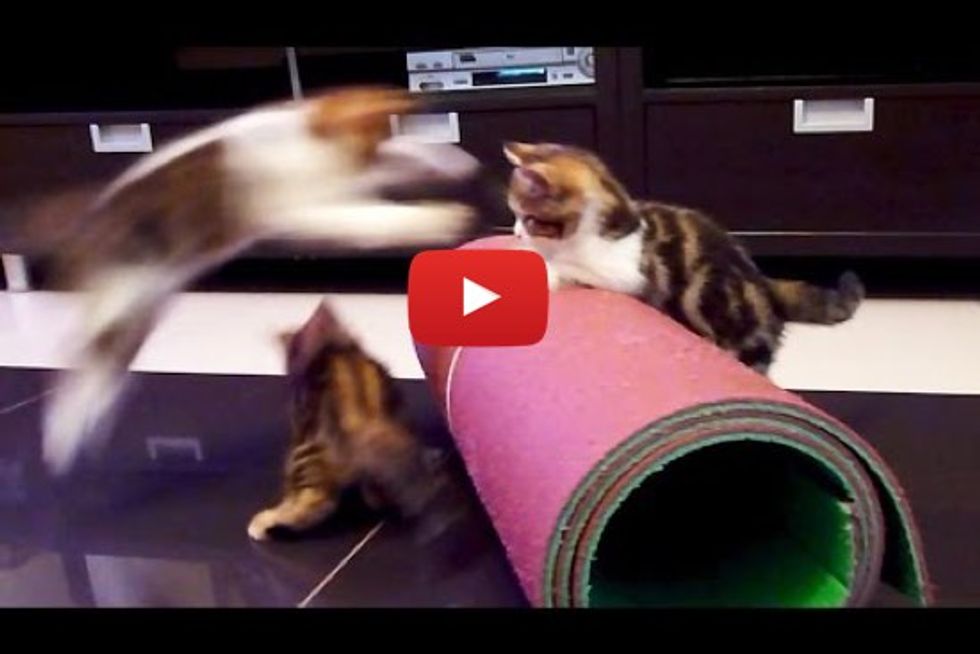 Kittens Go Crazy With Yoga Mat