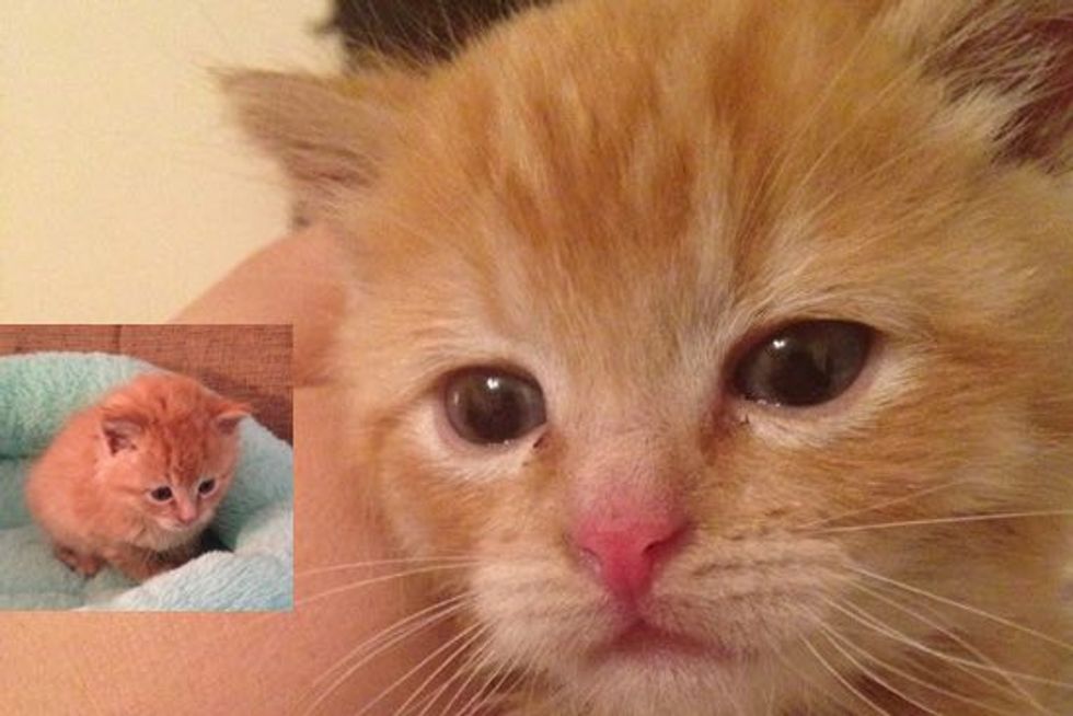 Kitten Rescued by Pet Supply Store Employee