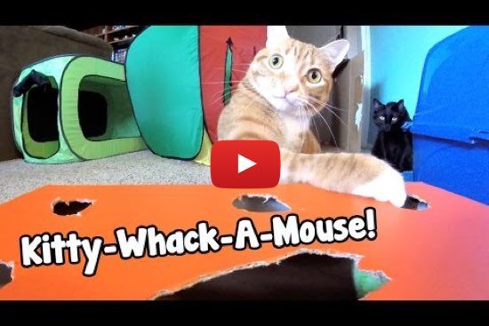 GoPro Kitty Whack A Mouse Love Meow